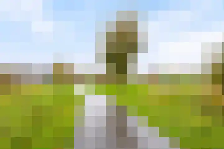 Kweepeer 4 Vlijmen thumbnail 36