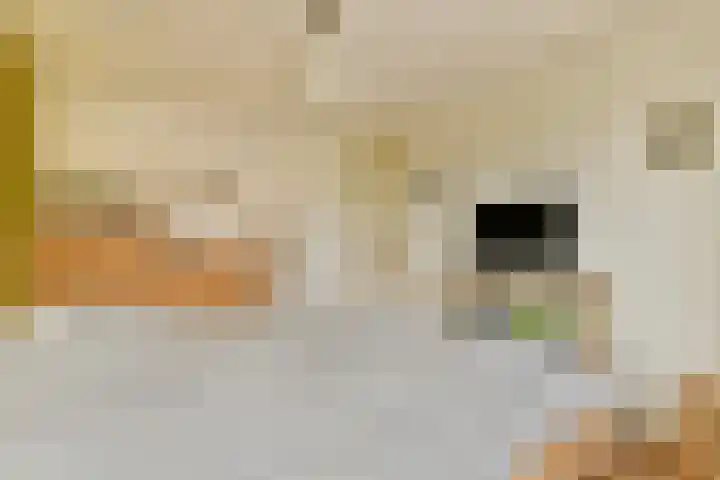 Kwekersweg 4 Sassenheim thumbnail 14