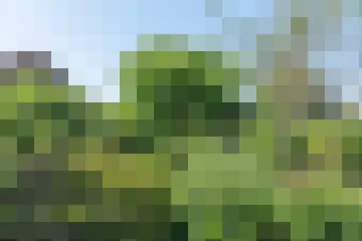 Kweldam 14 Everdingen thumbnail 61