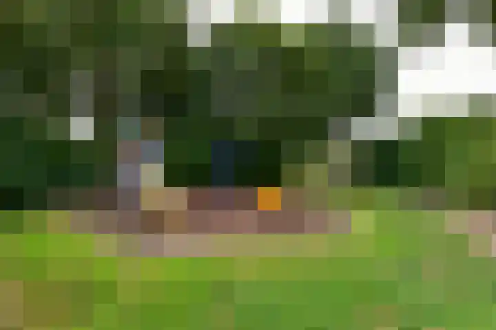 Kwikstaart 17 Mijdrecht thumbnail 28