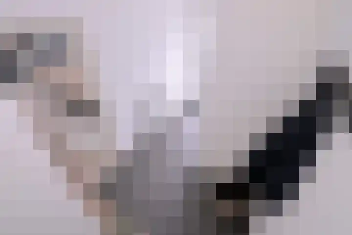 Kwikstaart 2 Deventer thumbnail 15