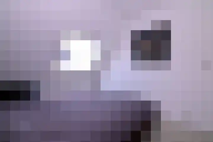 Kwikstaart 2 Deventer thumbnail 24