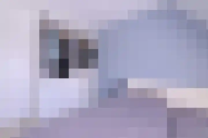 Kwikstaart 2 Deventer thumbnail 25