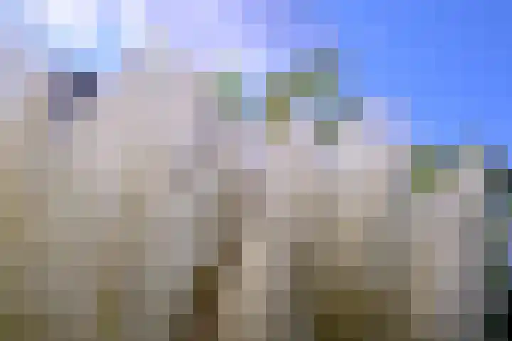Kwikstaart 2 Deventer thumbnail 39
