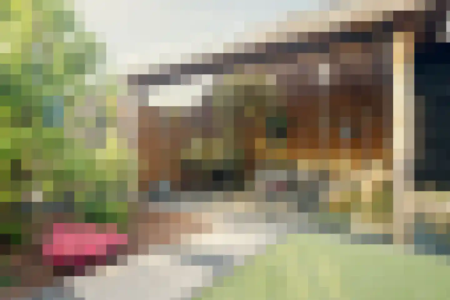 Kwikstaart 2 Kaatsheuvel thumbnail 40