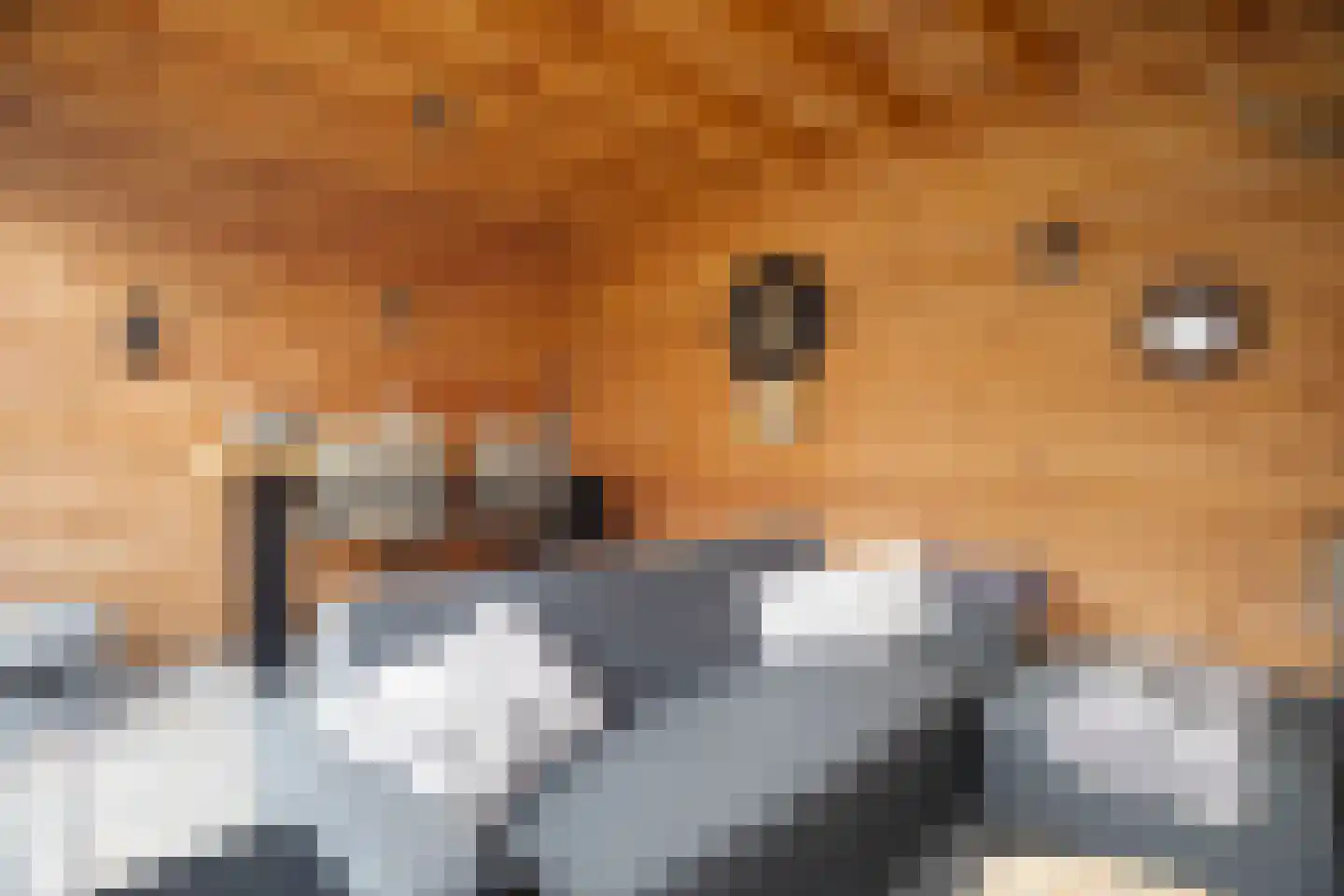 Kwikstaart 2 Kaatsheuvel thumbnail 41