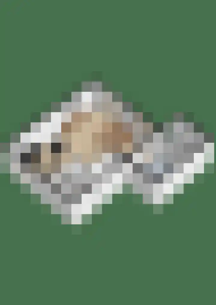 Kwikstaart 21 Etten-Leur thumbnail 43
