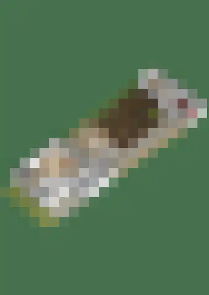 Kwikstaart 21 Etten-Leur thumbnail 51