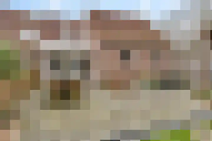 Kwikstaart 24 Siddeburen thumbnail 11