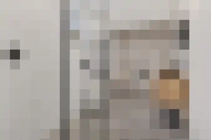 Kwikstaart 24 Siddeburen thumbnail 45