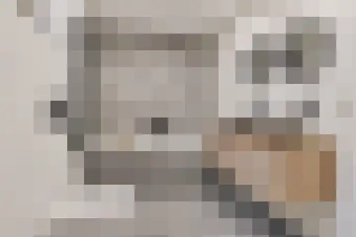 Kwikstaart 24 Siddeburen thumbnail 46