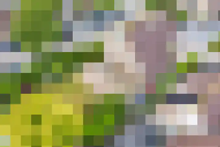 Kwikstaart 27 Bunschoten-Spakenburg thumbnail 37