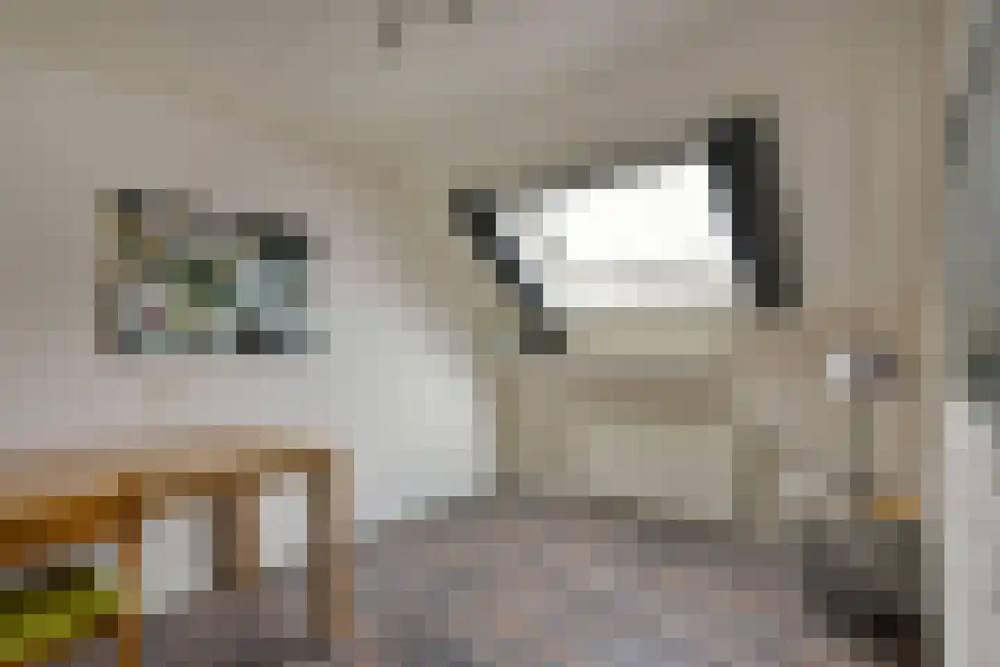 Kwikstaart 40 Mijdrecht thumbnail 18