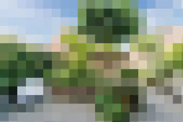 Kwikstaart 5 Bodegraven thumbnail 31