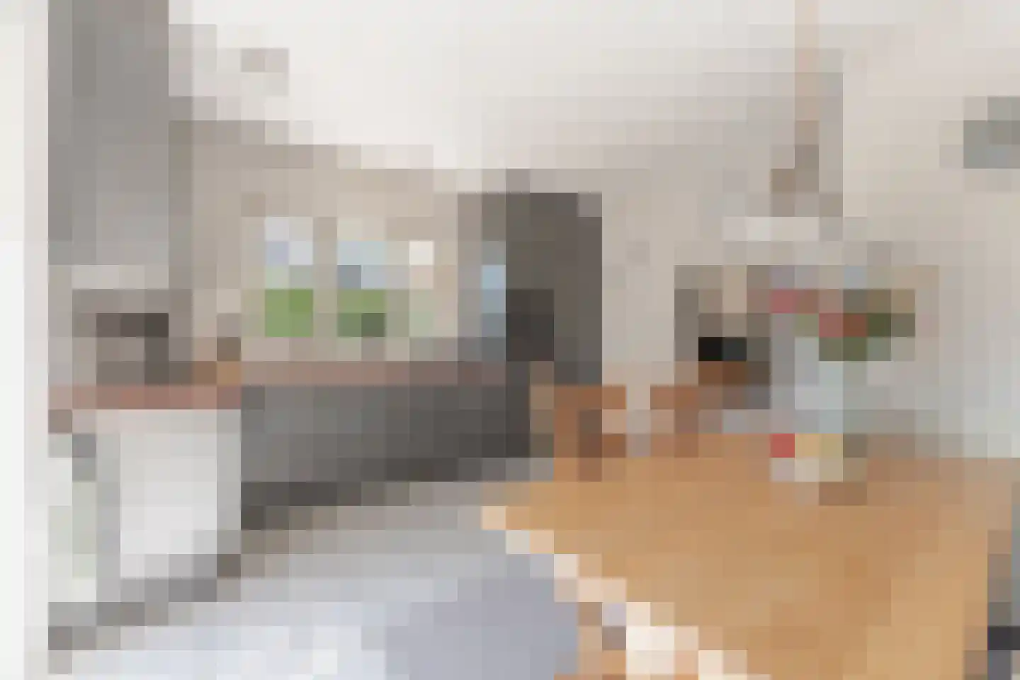 Kwikstaart 6 Venhuizen thumbnail 20