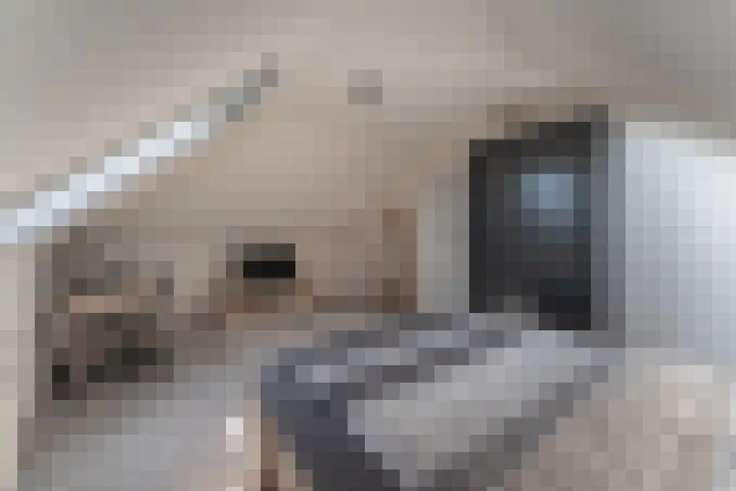 Kwikstaart 6 Venhuizen thumbnail 46