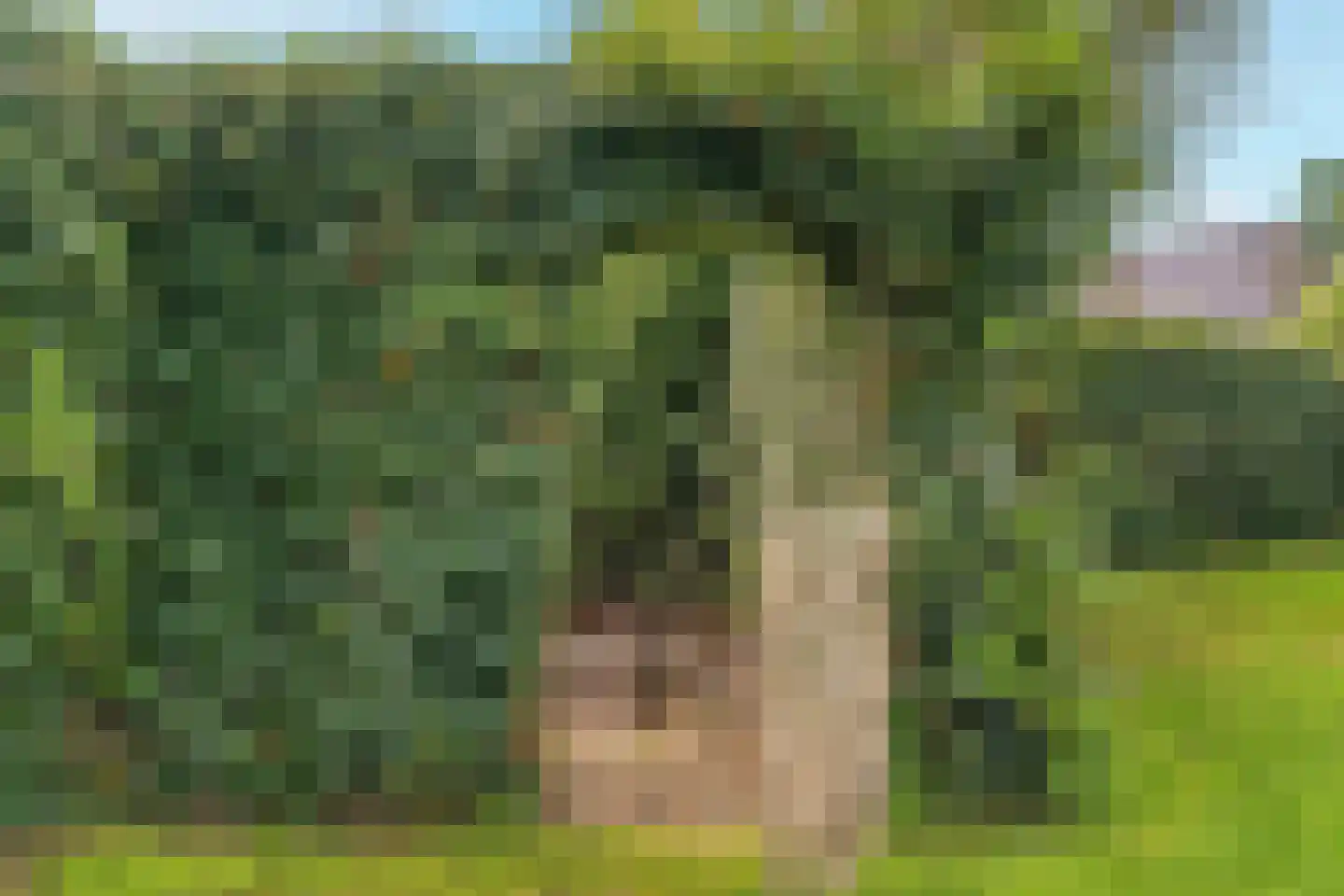 Kwint 46 Kampen thumbnail 73