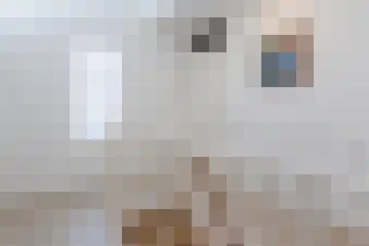 La Meye 61 Amsterdam thumbnail 33