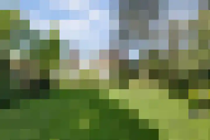 Laag Boskoop 2 Boskoop thumbnail 42