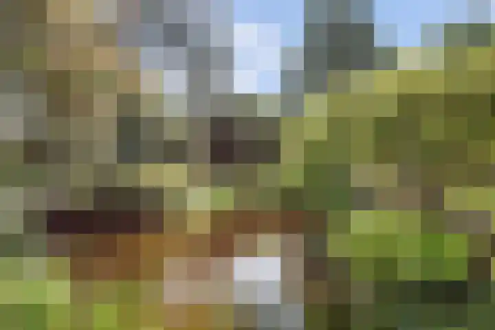 Laag Boskoop 2 Boskoop thumbnail 45