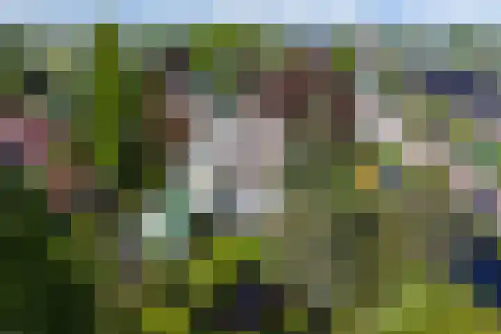 Laag Boskoop 2 Boskoop thumbnail 50