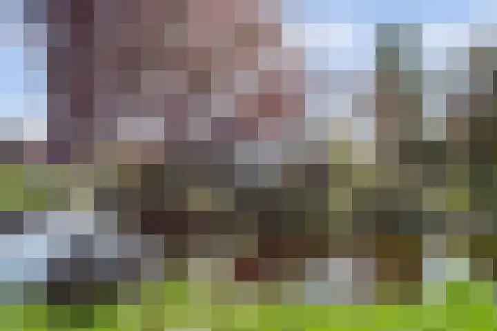 Laag Boskoop 2 Boskoop thumbnail 8