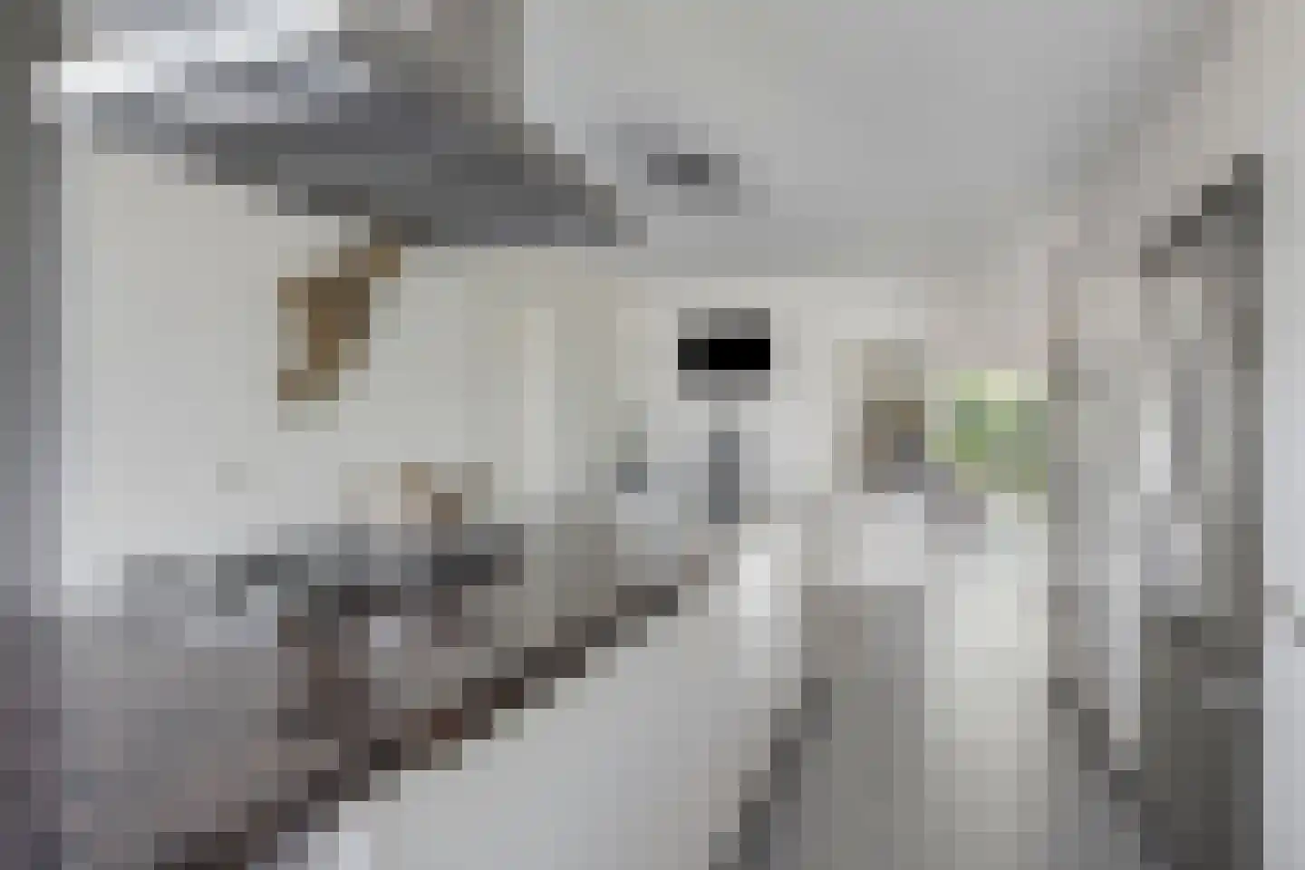 Laag Boskoop 55 Boskoop thumbnail 20