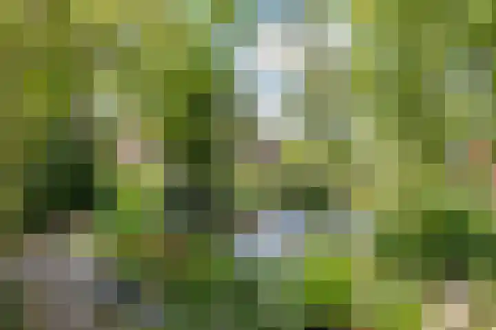 Laag Spul 9 Hilvarenbeek thumbnail 49