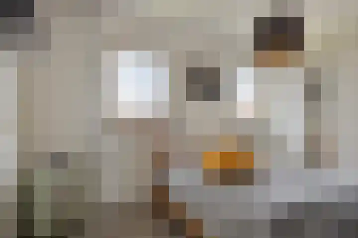 Laageindsedijk 21 Rijkevoort thumbnail 33