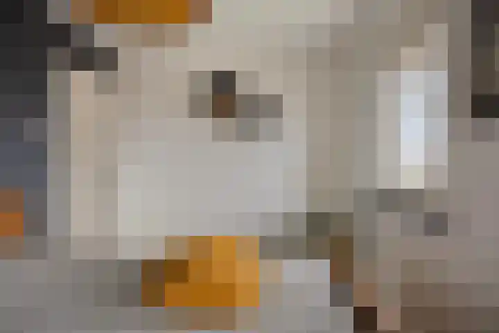 Laageindsedijk 21 Rijkevoort thumbnail 34