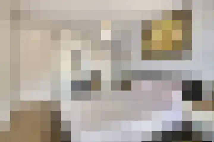 Laaghei 2 Veldhoven thumbnail 18