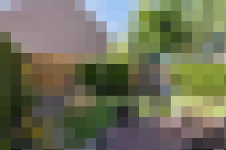 Laaghei 2 Veldhoven thumbnail 27