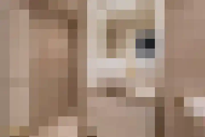 Laaghuissingel 15 Venlo thumbnail 18
