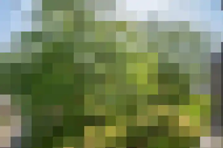 Laaghuissingel 219 Venlo thumbnail 16