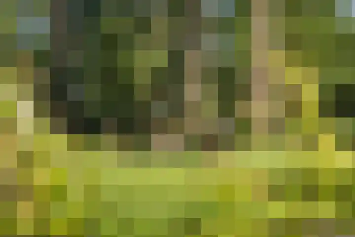 Laagseweg 87 Hezingen thumbnail 49