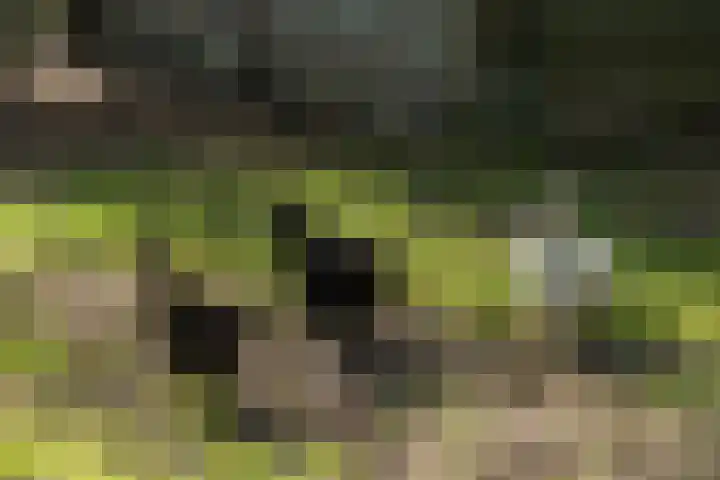 Laagseweg 87 Hezingen thumbnail 52