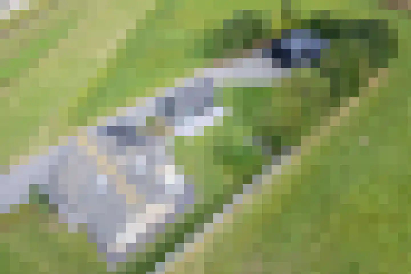 Laagwaalderweg 10 Oudeschild thumbnail 59