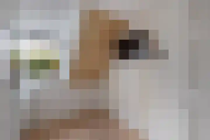 Laagzijde 33 Marknesse thumbnail 29
