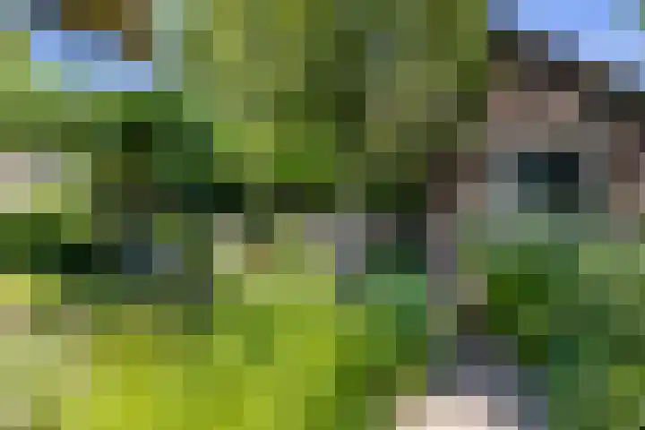 Laak 42 Almelo thumbnail 39