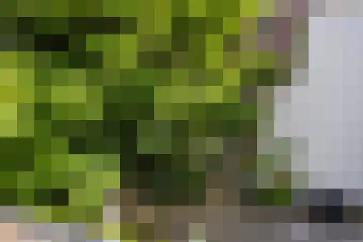 Laan 267 Den Haag thumbnail 28