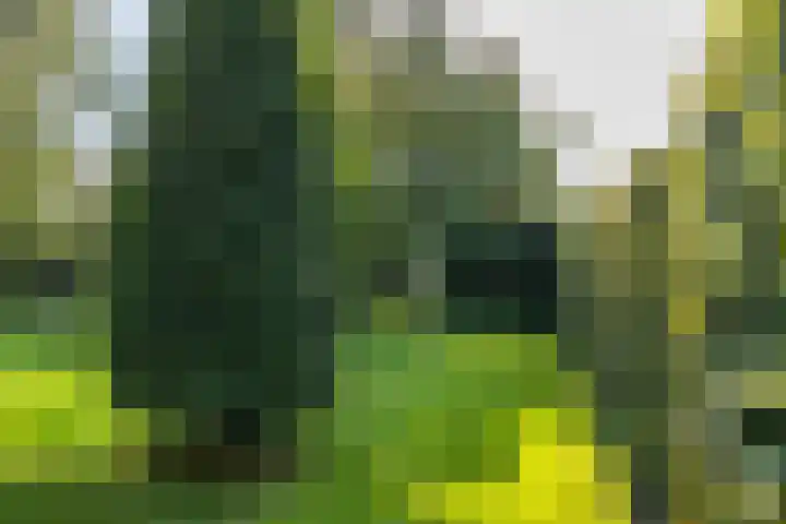 Laan der Kruisheren 10 Harkstede thumbnail 20