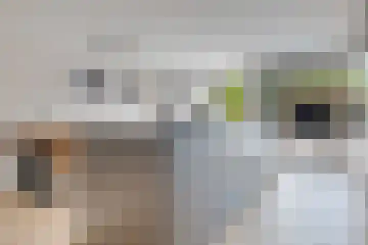 Laan der Kruisheren 59 Harkstede thumbnail 24