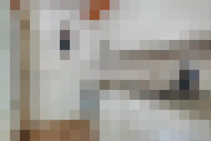 Laan der Verenigde Naties 28 Goes thumbnail 17