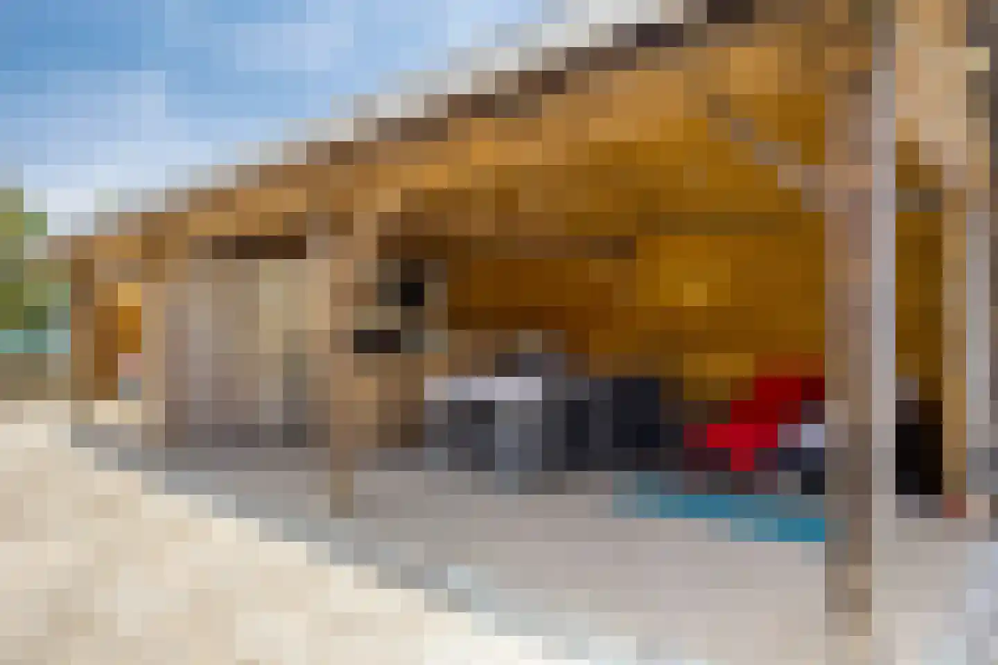 Laan van België 3680 Maaseik Roosendaal thumbnail 31