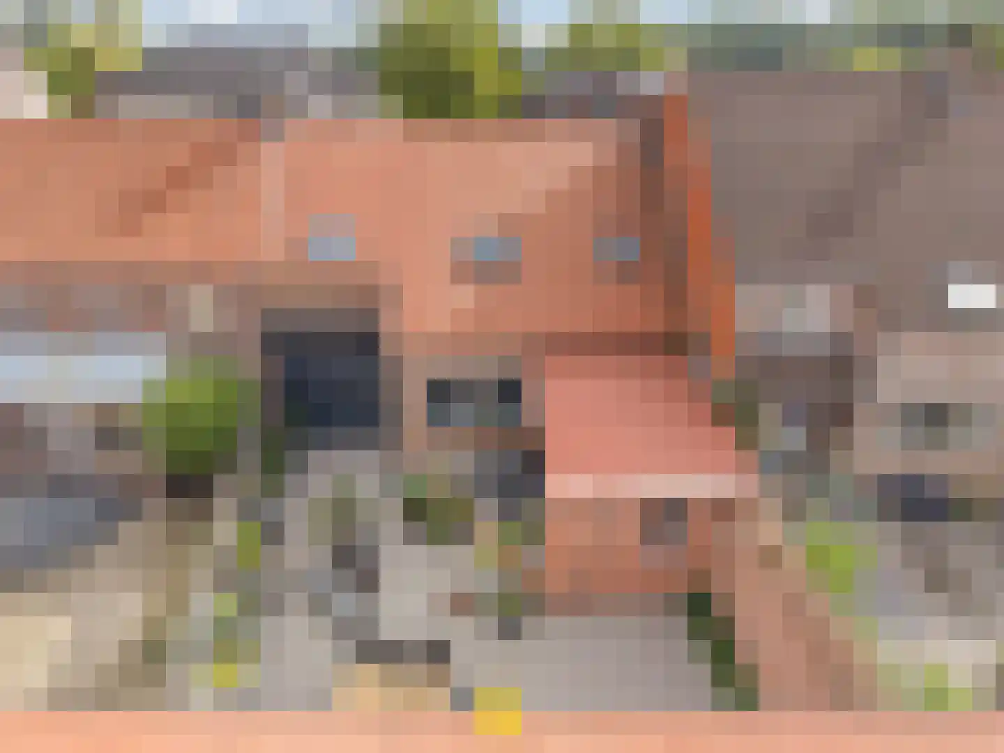 Laan van België 3740 Bilzen Roosendaal thumbnail 14