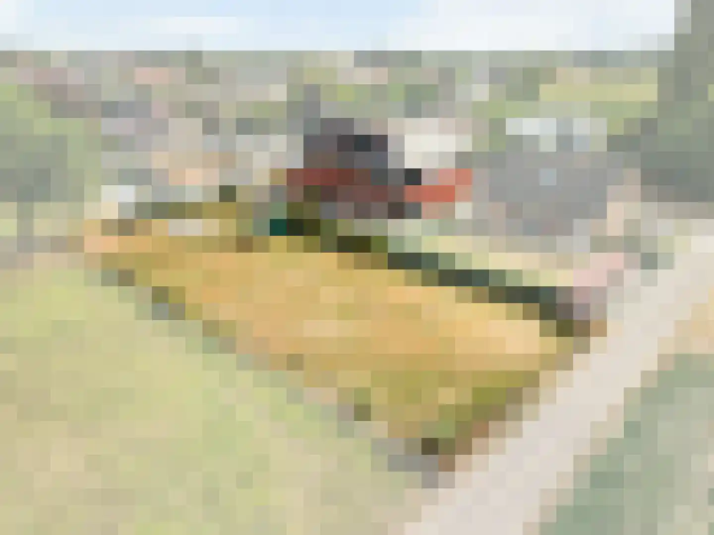 Laan van België 70 Roosendaal thumbnail 45