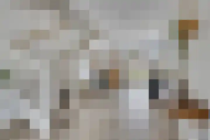 Laan van Bergama 45 Alkmaar thumbnail 11