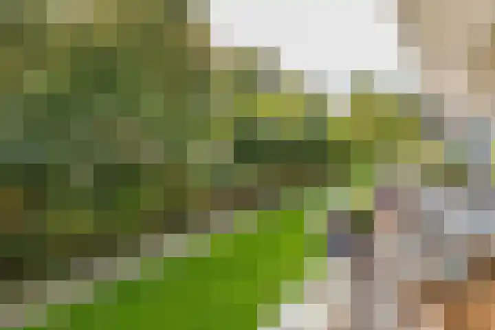 Laan van Blois 65 Beverwijk thumbnail 38