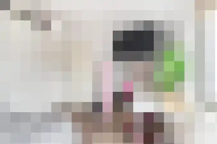 Laan van Broekpolder 212 Beverwijk thumbnail 34