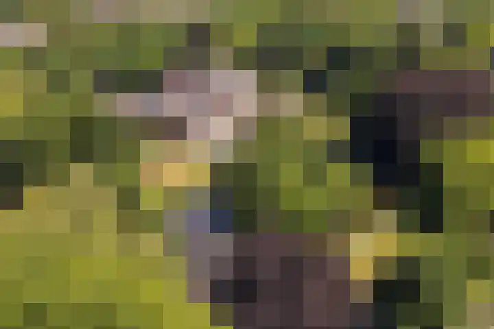 Laan van Cattenbroeck 74 Zeist thumbnail 71